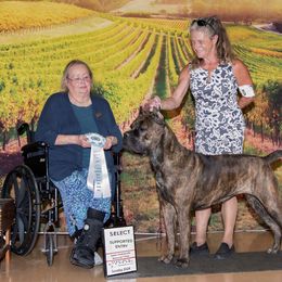 Cane Corso Puppies from Lionheart Cane Corso