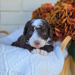 Jameson - Brown and white male Bernedoodle puppy in Russell Springs, Kentucky from 270 Doodles
