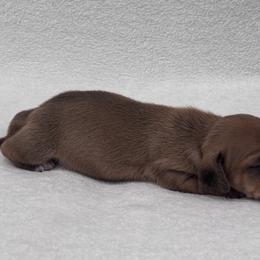 Dachshund Puppies from KJ Kennels of NJ