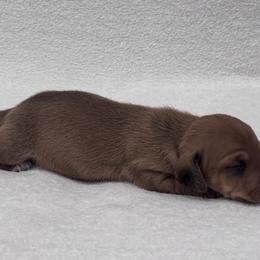 Dachshund Puppies from KJ Kennels of NJ