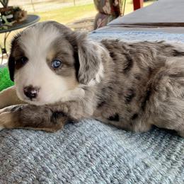 Miniature Australian Shepherd Puppies from Rowdy Ranch Tx