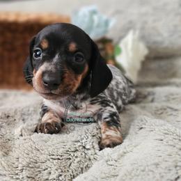 Daisy Black pie smooth girl - Piebald female Dachshund puppy in Herald, California from Bluegum Dachshunds