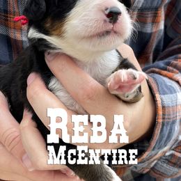 Bernese Mountain Dog Puppies from Faith and Family Farm