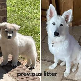Boy 2 - male German Shepherd puppy in Cleveland, Tennessee from Ocoee Valley German Shepherd Dogs