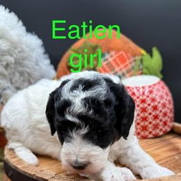 Eatien - Parti female Goldendoodle puppy in Hayden, Alabama from Agape Southern Farms