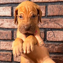 Sunflower - Sunny - Fawn male Great Dane puppy in Norton, Ohio from Guilty Pleasure Great Danes & Frenchies