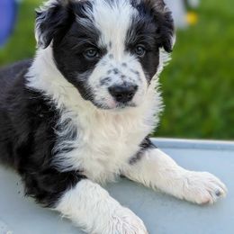 Border Collie Puppies from Double4farms