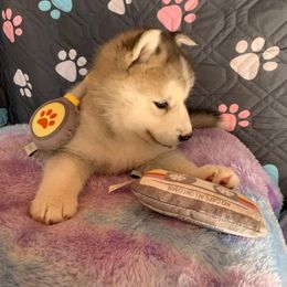 Siberian Husky Puppies from Canace Siberians