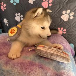 Siberian Husky Puppies from Canace Siberians