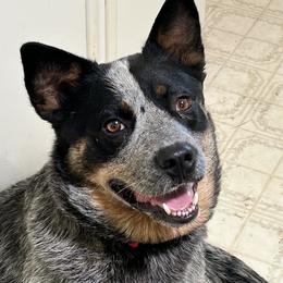 Rocky - Australian Cattle Dog