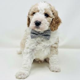 Boston - Apricot male Cavapoo puppy in Columbus, Montana from Comfort Doodle