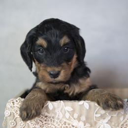 Rapunzel - Phantom female Bernedoodle puppy in Seffner, Florida from Gold Diamond Pup
