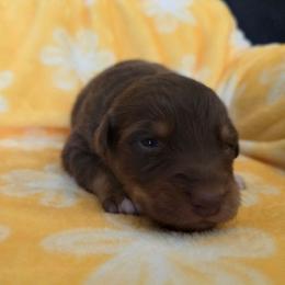 Tomatillo - Red tri-color male Australian Shepherd puppy in Albany, Oregon from Red Cloud Australian Shepherds and DeGray Great Danes & Bulldogs