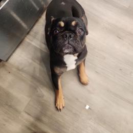 Maple - French Bulldog