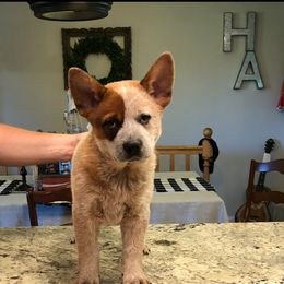 Australian Cattle Dog Puppies from Hudsons Australian Cattle Dogs
