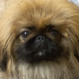 Lady - Pekingese