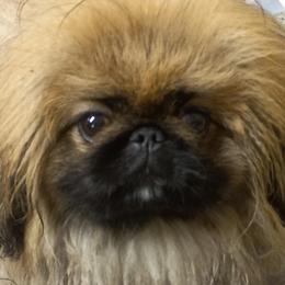 Lady - Pekingese