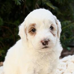 Red - Chalk female Australian Labradoodle puppy in Auburn, Washington from West Valley Labradoodles