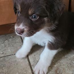 Morgan Girl 6 - Red tri-color female Australian Shepherd puppy in Solon, Maine from Mountain Range Australian Shepherds