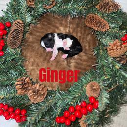 Ginger - Black tri female Miniature American Shepherd puppy in Minden, Louisiana from Ironwood Creek