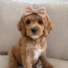 Padmé - Apricot female Goldendoodle puppy in Gilbert, Arizona from Doodle Bliss