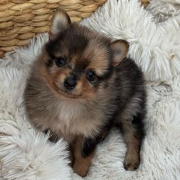 Girl 4 - Chocolate merle female Pomeranian puppy in Meridian, Idaho from Idaho_poms