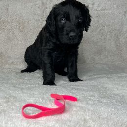 Goldendoodle and Poodle Puppies from Poodles and Doodles By Grace