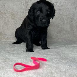 Goldendoodle and Poodle Puppies from Poodles and Doodles By Grace