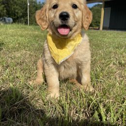 Goldendoodle and Golden Retriever Puppies from Goldie Locks Golden Retrievers & Doodles