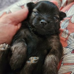 Onyx - Black male Pomeranian puppy in Pass Christian, Mississippi from Cristina Cammarota