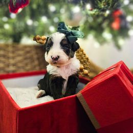 Peppermint - Tri-color female Bernedoodle puppy in Russell Springs, Kentucky from 270 Doodles