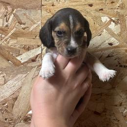 Harvest - Black white and tan male Beagle puppy in St. Cloud, Minnesota from Beagle Blessings