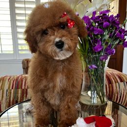 Skittles - Red female Cavapoo puppy in Los Angeles, California from Myles Barnum