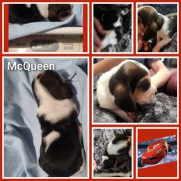 McQueen - Black white and tan male Basset Hound puppy in Mill Springs, North Carolina from Mountain View Basset Hounds