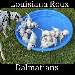 Dalmatian Puppies from Louisiana Roux Dalmatians