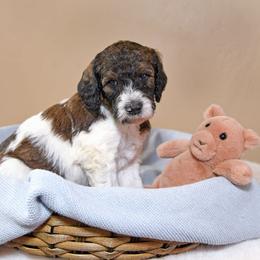 Rocky - Parti male Goldendoodle puppy in Idaho Falls, Idaho from High Quality Goldendoodles