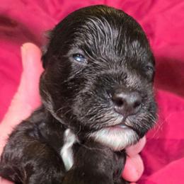 Juan - Black and silver male Havapoo puppy in Siloam Springs, Arkansas from Kingdom Bound By Design