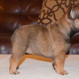 French Bulldog Puppies from Von Bales French Bulldogs