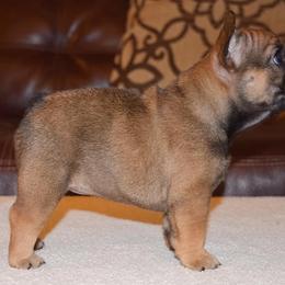 French Bulldog Puppies from Von Bales French Bulldogs