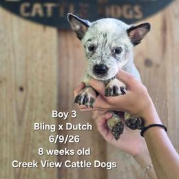 Boy 3 - Blue male Australian Cattle Dog puppy in Monroe, North Carolina from Creek View Cattle Dogs