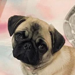 Pugs from Bar-Ken Baby Pugs