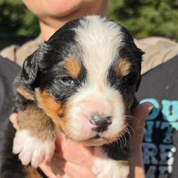 Red - Black rust and white male Bernese Mountain Dog puppy in Auburn, Washington from MSM Bernese Mountain Dogs