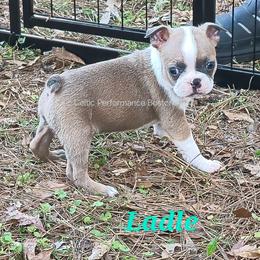 Girl 4 - Blue female Boston Terrier puppy in Griffin, Georgia from Celtic Kennel Bostons