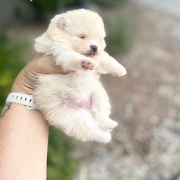 Cream - Cream female Pomeranian puppy in Westminster, Colorado from VanityPom’s