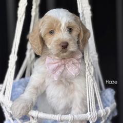 Haze - Caramel female Australian Labradoodle puppy in Clarksville, Tennessee from Fairytale Lane Australian Labradoodles