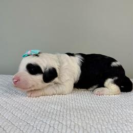 Tilt-a-Ewe - Black and white female Sheepadoodle puppy in Adams, Nebraska from Boxcar Doodles and Poodles