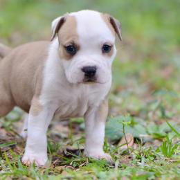 Neil - Red male American Staffordshire Terrier puppy in St. Augustine, Florida from LBK & Ancient City