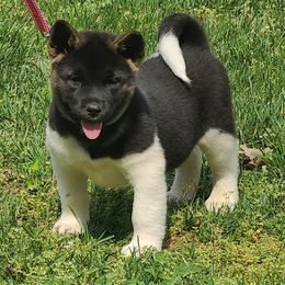 Akita Puppies from Magnolia Akitas