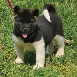 Akita Puppies from Magnolia Akitas