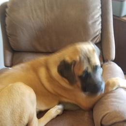 Mastiff All Grown Up from Deborah Hatch